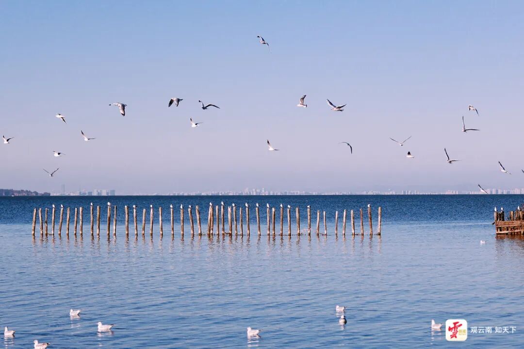 来昆明红嘴鸥超42000只 咋数出来的？