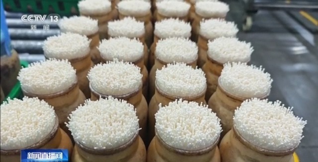 自主育种+智能生产双轮驱动 小菌菇也做成大产业