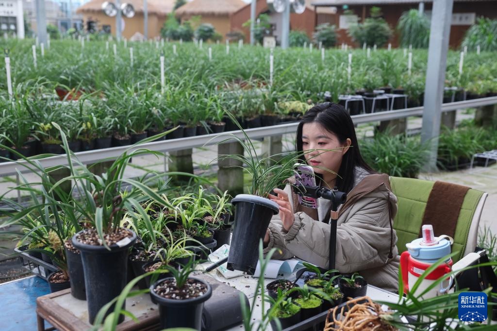 浙江绍兴：年宵花卉迎新年