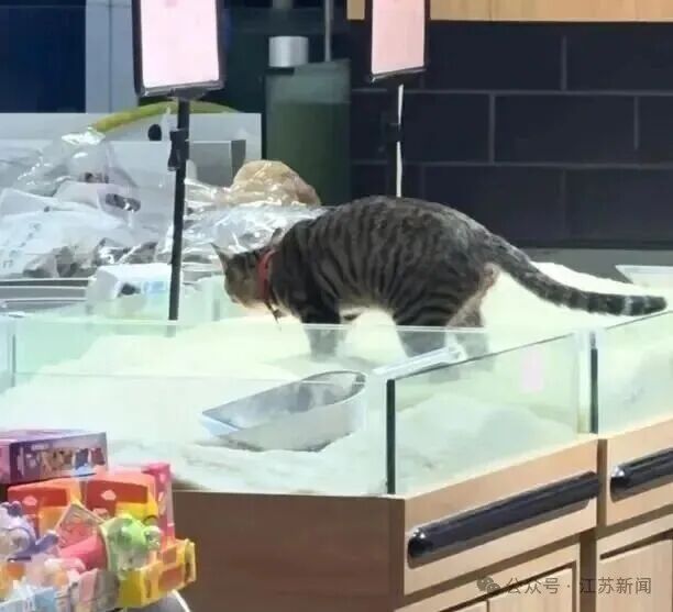 事发一超市！猫在散装大米上排泄，随后有顾客购买...