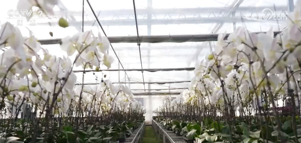 年宵花抢“鲜”上市、百年大集购销两旺 节日市场物丰价稳消费活跃