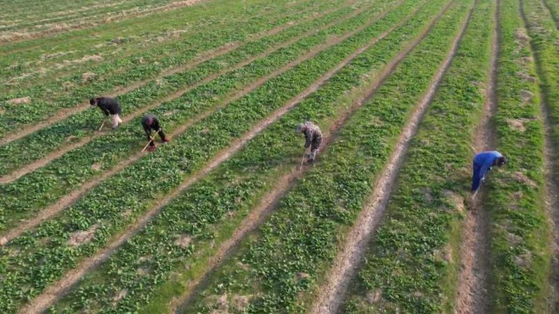 江西南昌：加强田间管理 确保油菜安全越冬
