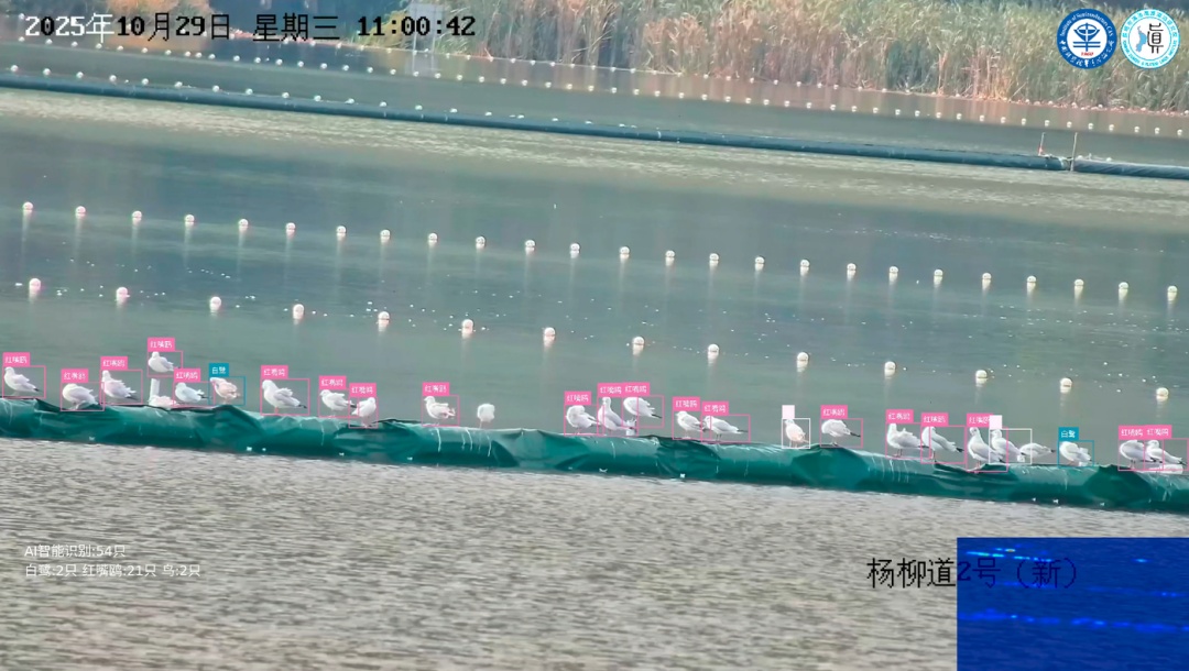 来昆明红嘴鸥超42000只 咋数出来的？