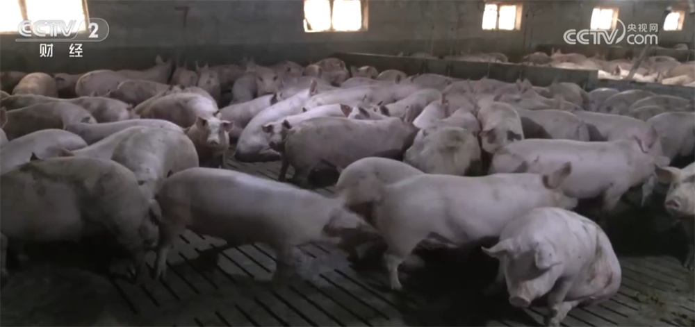 生猪价格持续低位运行 养殖行业“优化产能+管理成本”多举措转向新阶段