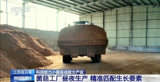 自主育种+智能生产双轮驱动 小菌菇也做成大产业