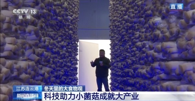 自主育种+智能生产双轮驱动 小菌菇也做成大产业
