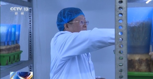 自主育种+智能生产双轮驱动 小菌菇也做成大产业
