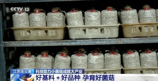 自主育种+智能生产双轮驱动 小菌菇也做成大产业