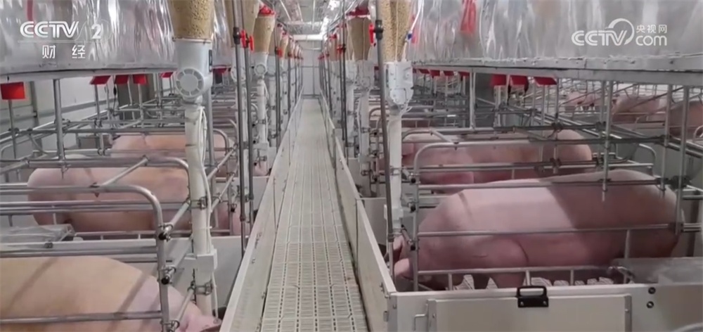 生猪价格持续低位运行 养殖行业“优化产能+管理成本”多举措转向新阶段