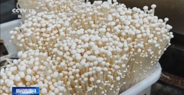 自主育种+智能生产双轮驱动 小菌菇也做成大产业