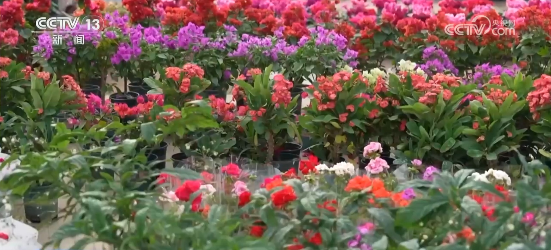 特色活动打造冬日消费新场景 冰雪“冷资源”变身文旅“热动能”