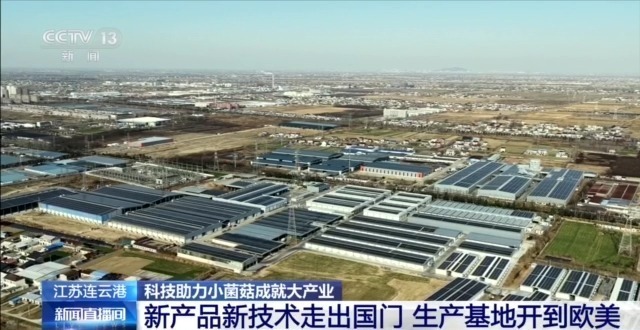 自主育种+智能生产双轮驱动 小菌菇也做成大产业