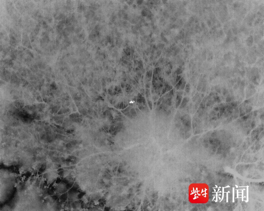 八旬老人山中走失 无人机热成像十分钟锁定协助救援