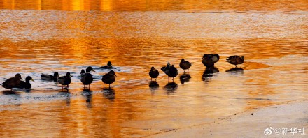 张张壁纸！颐和园金色壁纸级美景