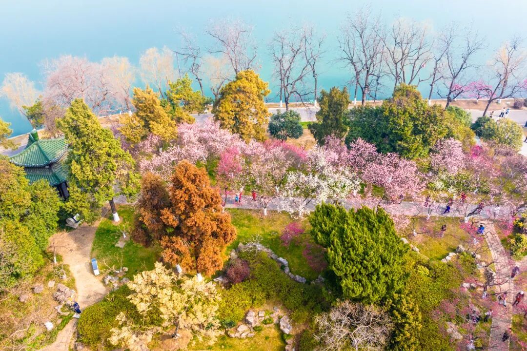 报！南京梅花开了