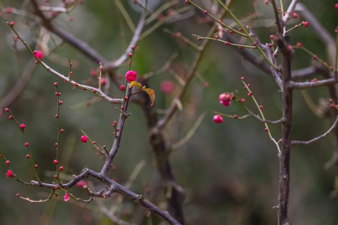 报！南京梅花开了