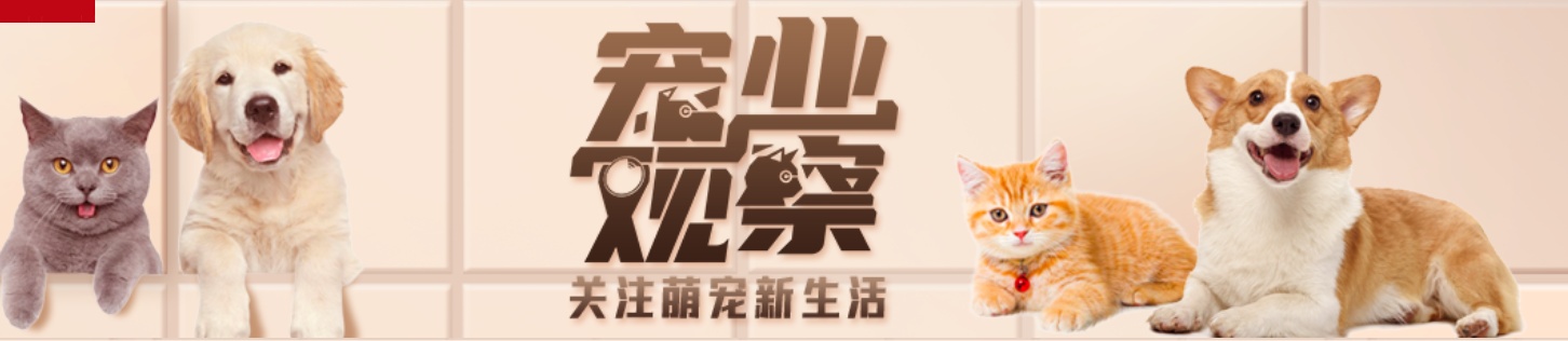 人宠和谐，何以破局？专家学者这样解读