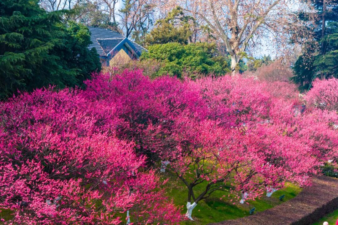 报！南京梅花开了
