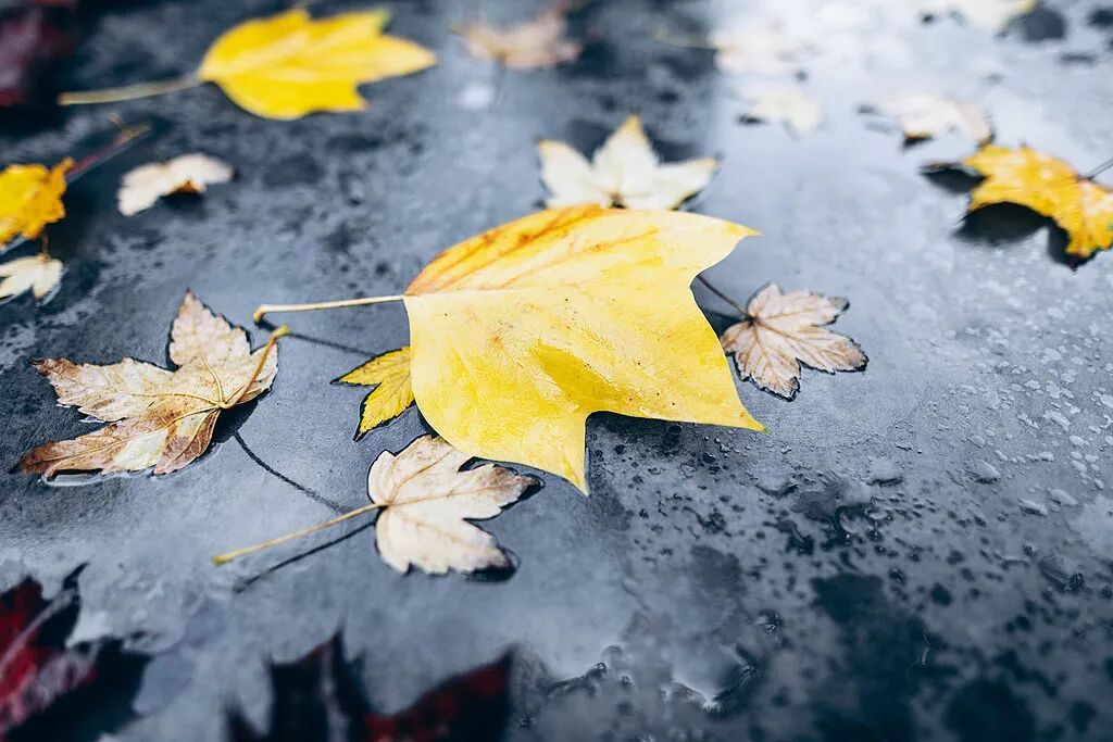 上海气温暴降，还有雨！今日能否入冬要看这天