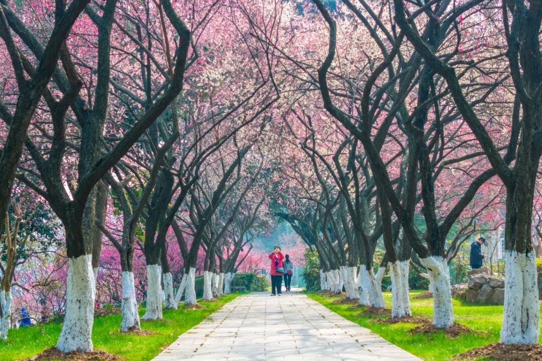 报！南京梅花开了