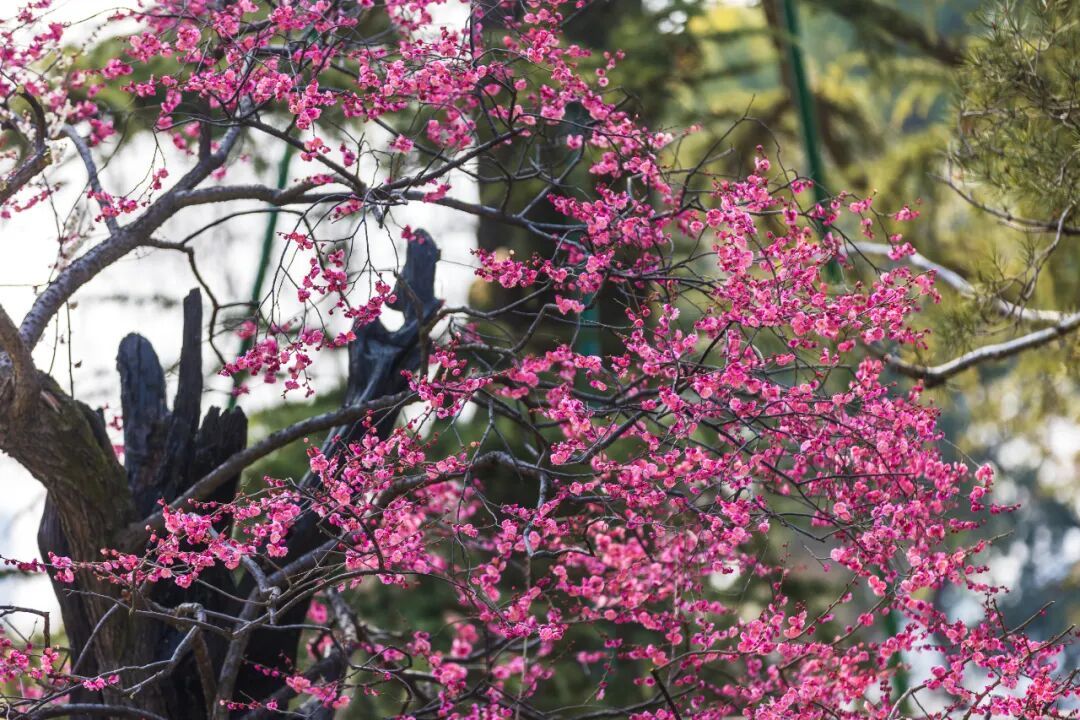 报！南京梅花开了
