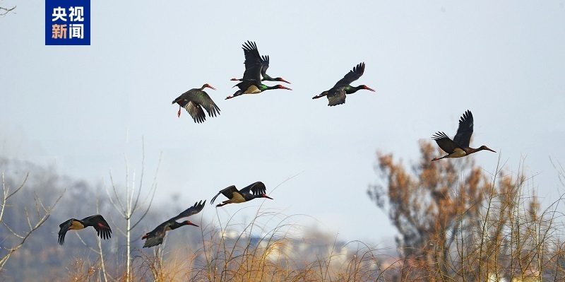 如约而至 “鸟中大熊猫”黑鹳做客西安十里蛤蟆滩
