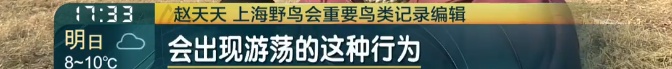 上海首次发现！这对父子数日观察，相机记录下罕见一幕