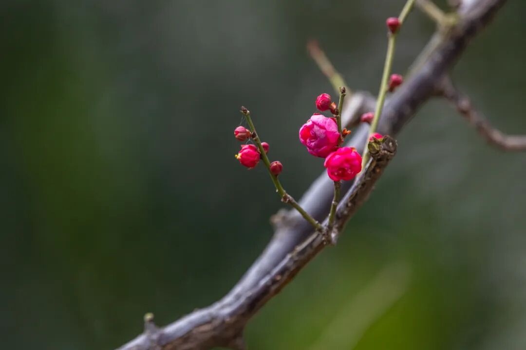 报！南京梅花开了
