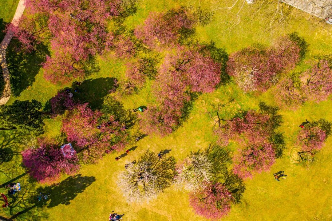 报！南京梅花开了