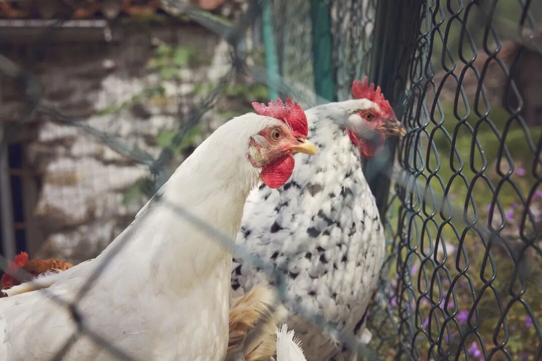 日本暴发禽流感疫情！此前8起疫情已导致近240万只鸡被扑杀