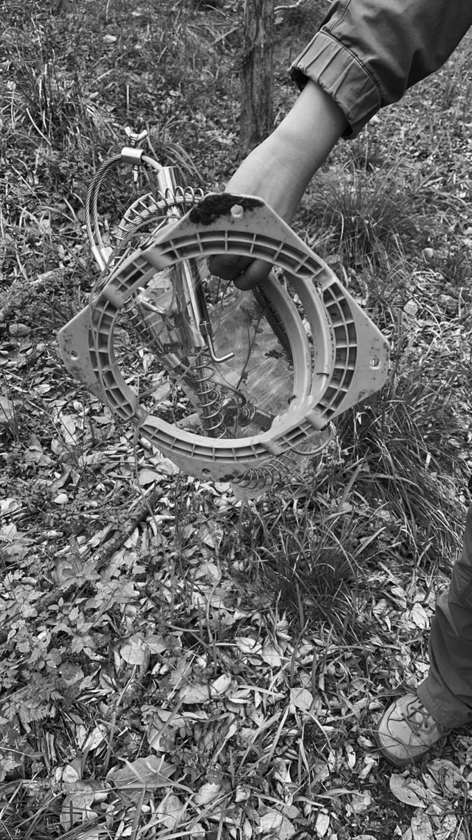 徒步紫金山要当心!落叶里藏着“捕兽器”,二级保护动物“貉”遭毒手 徒步紫金山要当心!落叶里藏着“捕兽器”,二级保护动物“貉”遭毒手