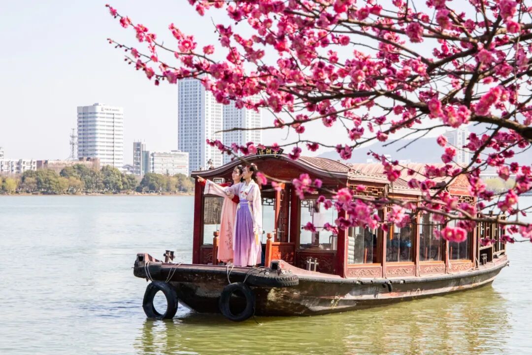 报！南京梅花开了