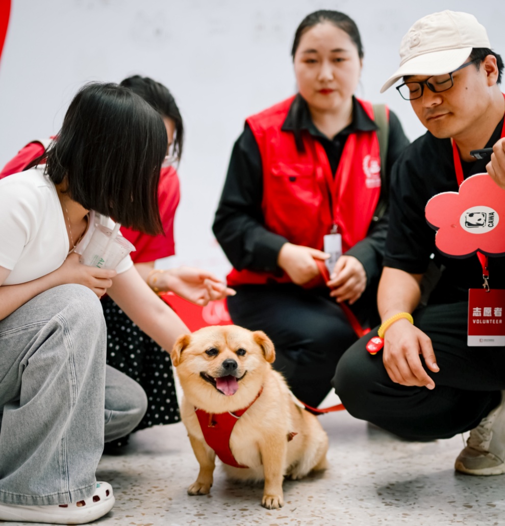 人宠和谐，何以破局？专家学者这样解读