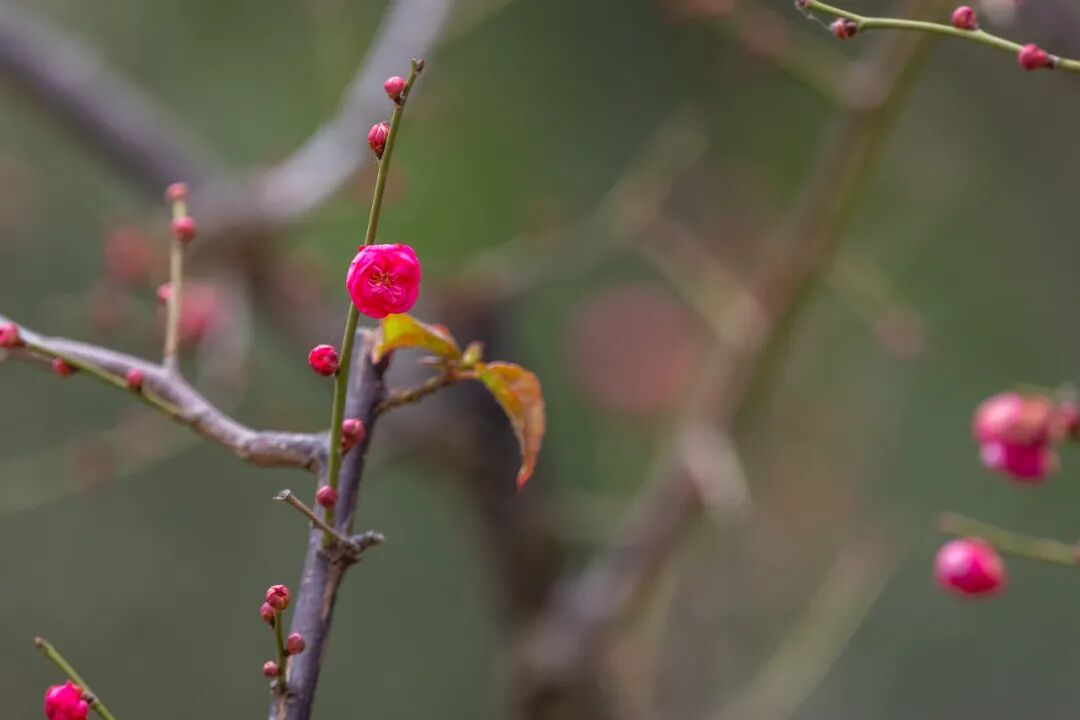 报！南京梅花开了
