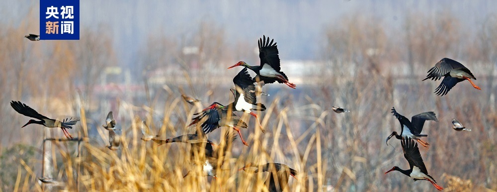 如约而至 “鸟中大熊猫”黑鹳做客西安十里蛤蟆滩