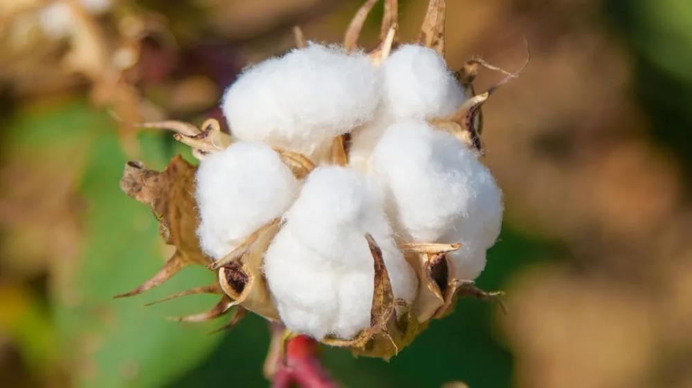 纯棉、全棉、100%棉区别在哪？为什么总是分不清？