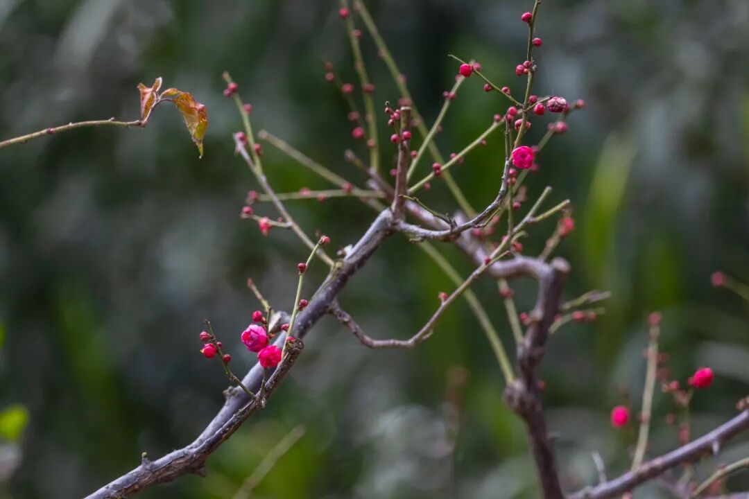 报！南京梅花开了