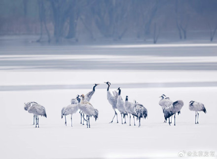 一眼入画!16只灰鹤罕见现身北京顺义冰面 一眼入画!16只灰鹤罕见现身北京顺义冰面
