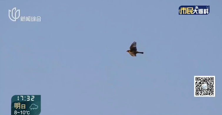 上海首次发现！这对父子数日观察，相机记录下罕见一幕