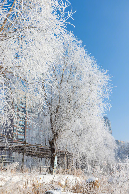 吉林绝美雾凇上线