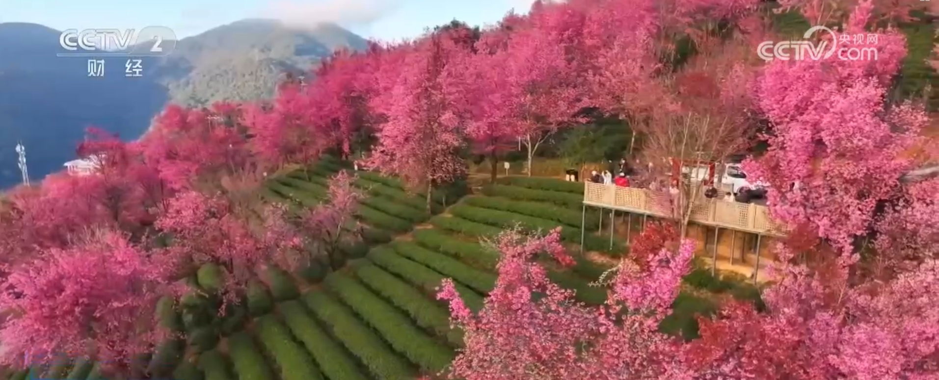 黄河九曲、茶绿樱粉……冬日限定美景！多彩冬季盛景勾勒诗意大美画卷