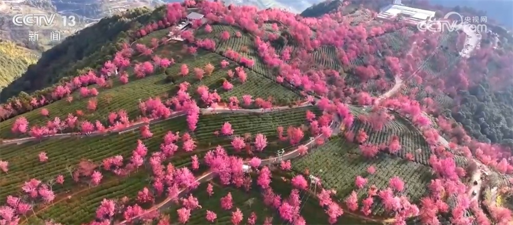 从冰天雪地到“茶绿樱粉”、从非遗灯彩到村落团圆味 冬季文旅市场火热升温