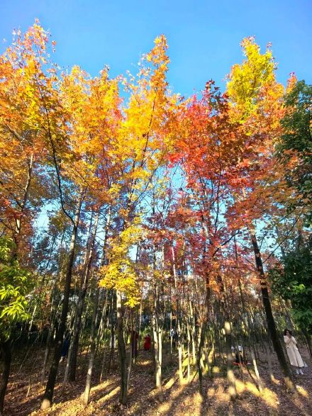 “桂林限定版浪漫”已上线！这些地方美到犯规→