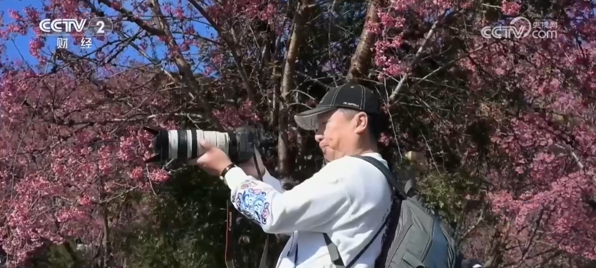 黄河九曲、茶绿樱粉……冬日限定美景！多彩冬季盛景勾勒诗意大美画卷