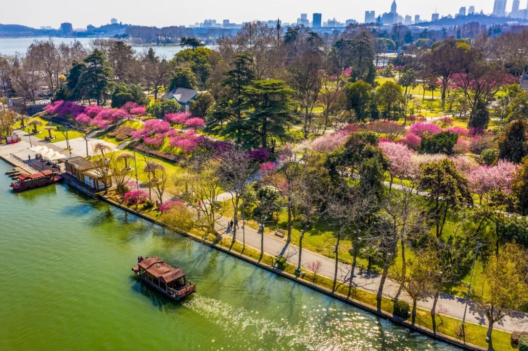 报！南京梅花开了