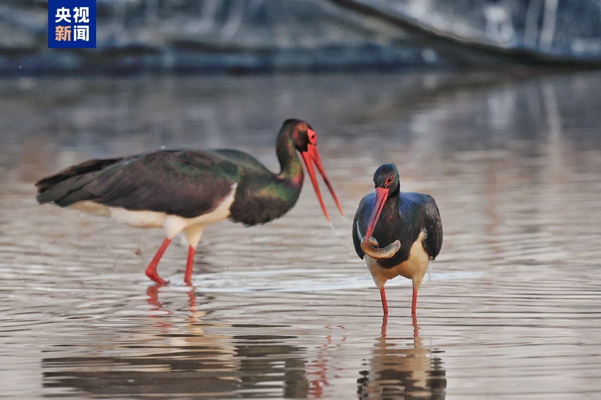 如约而至 “鸟中大熊猫”黑鹳做客西安十里蛤蟆滩