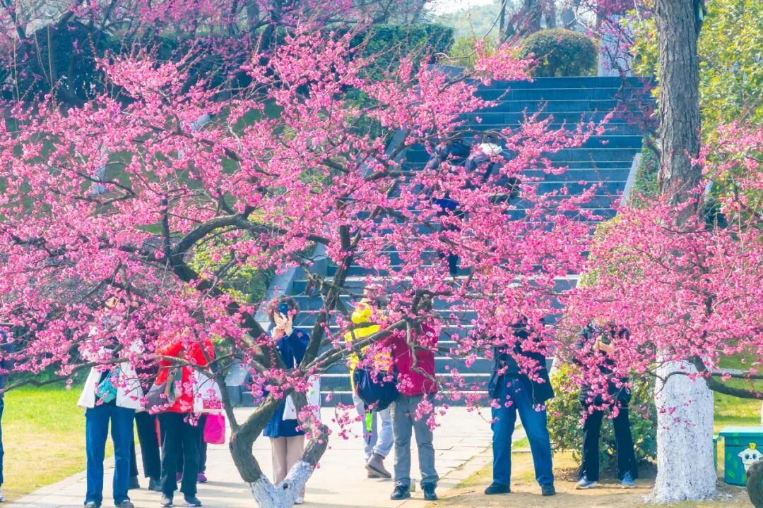 报！南京梅花开了