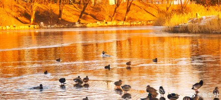 张张壁纸！颐和园金色壁纸级美景