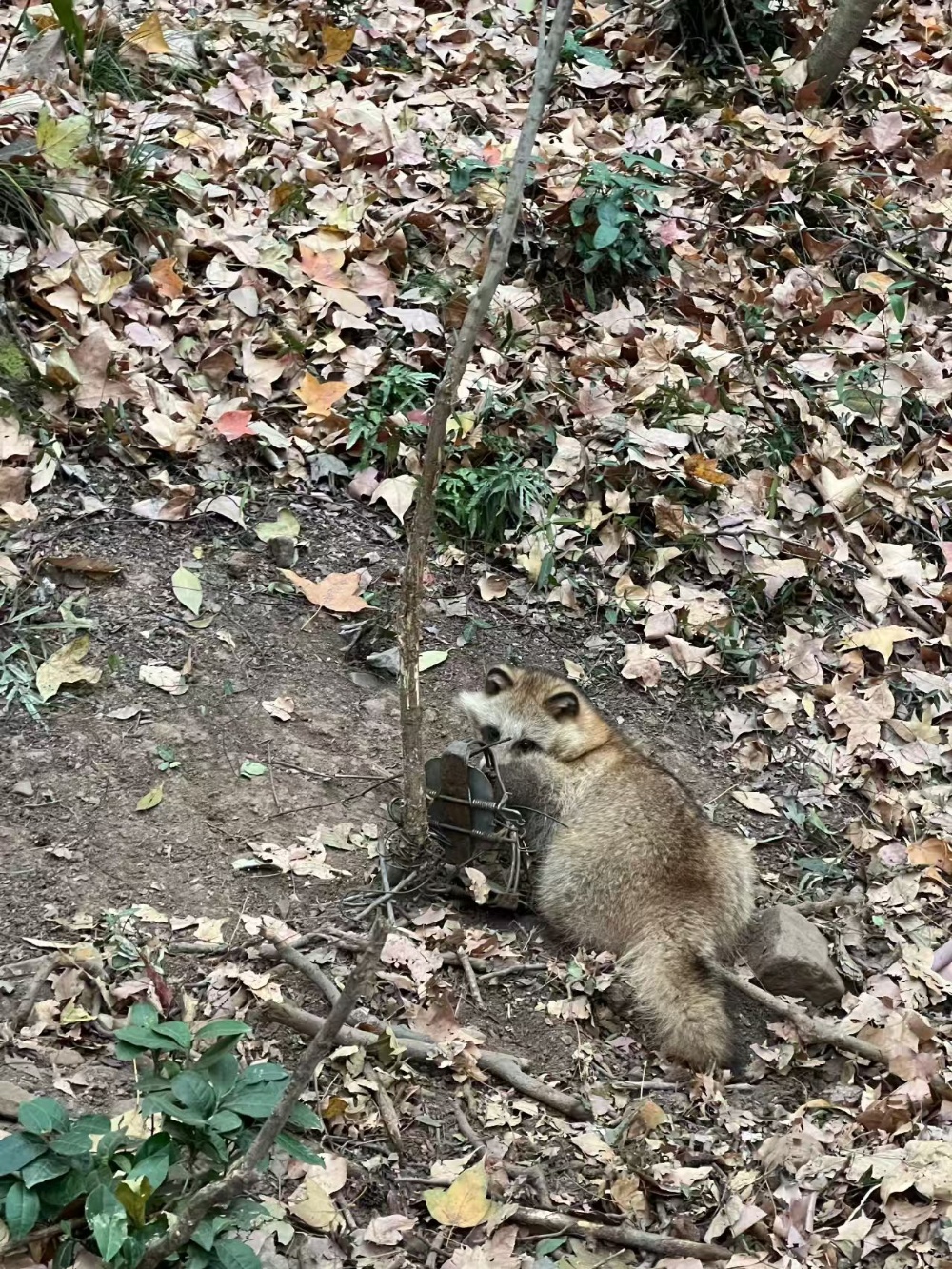 徒步紫金山要当心!落叶里藏着“捕兽器”,二级保护动物“貉”遭毒手 徒步紫金山要当心!落叶里藏着“捕兽器”,二级保护动物“貉”遭毒手