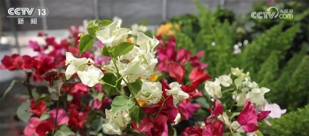 多彩文旅活动将节日氛围“拉满” 各地喜气洋洋、欢乐祥和迎新年